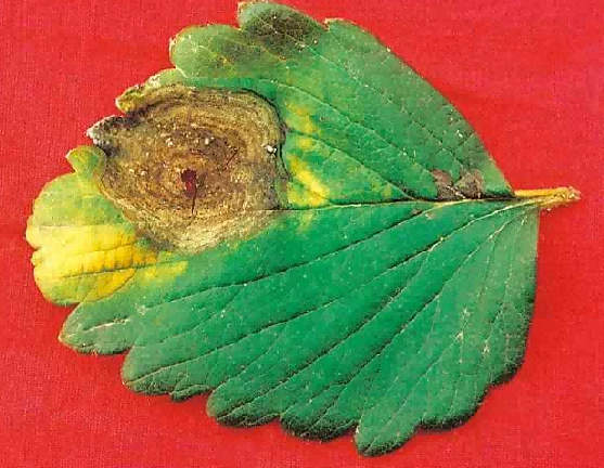 strawberry brown ring spot disease1 strawberry brown ring spot disease1