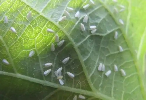 Planthopper Planthopper
