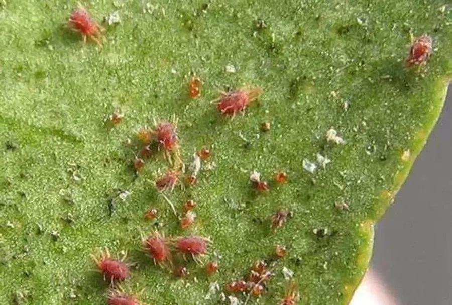 Red spider Red spider