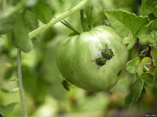 Buprofezin applications Buprofezin applications